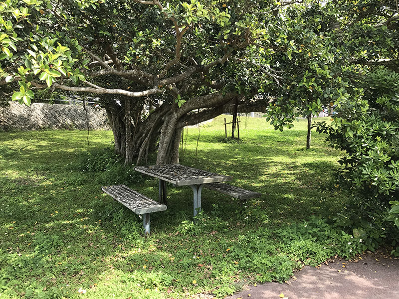 ガジュマルの木陰の休憩スペース